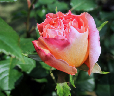 d0099791_22334240.jpg