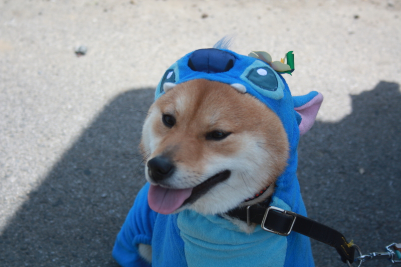 スティッチ 西濃警察犬愛犬訓練所 やっぱり 犬が好きだがね