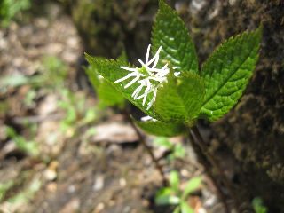c0133096_20305434.jpg