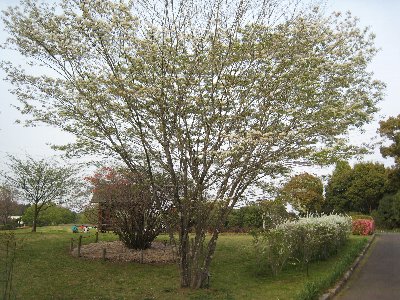 やえ桜、やま桜のあとは～_e0033301_2056293.jpg