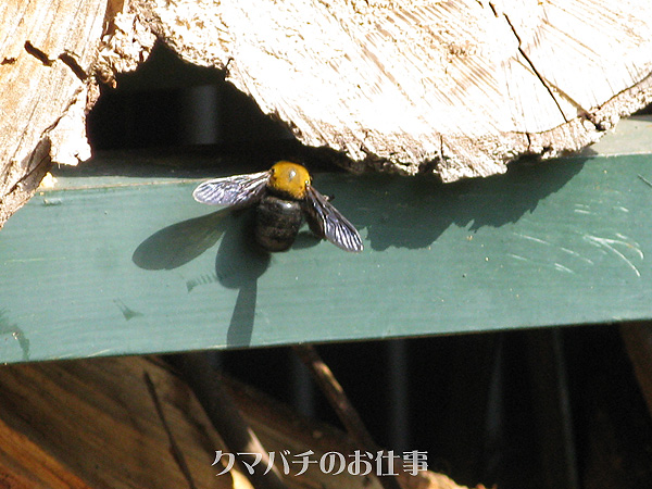 e0065906_6581536.jpg