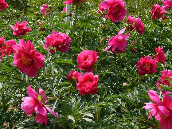 神代植物公園を彩る初夏の花々_b0112909_947785.jpg