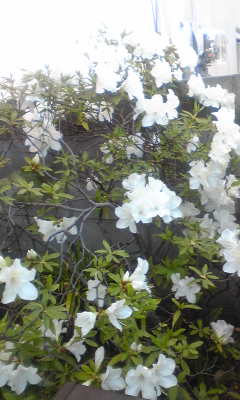 c0180209_21295251.jpg