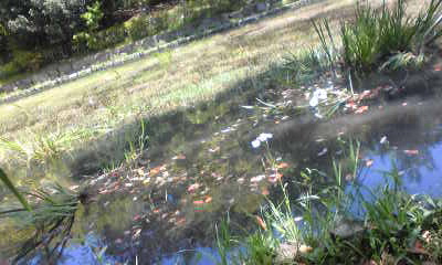 c0180209_21295279.jpg