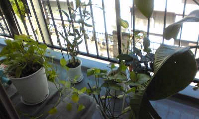 c0180209_21325671.jpg