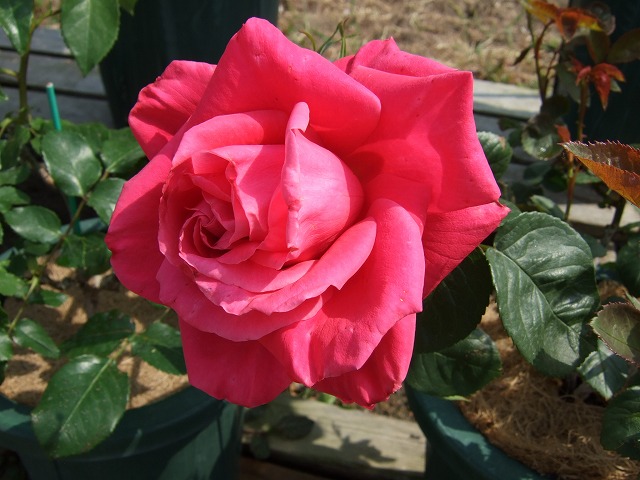 b0107310_2045462.jpg