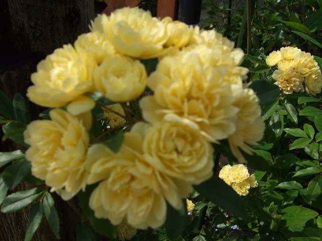 b0107310_20491532.jpg