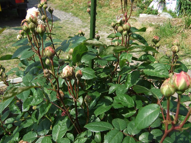 b0107310_2141093.jpg