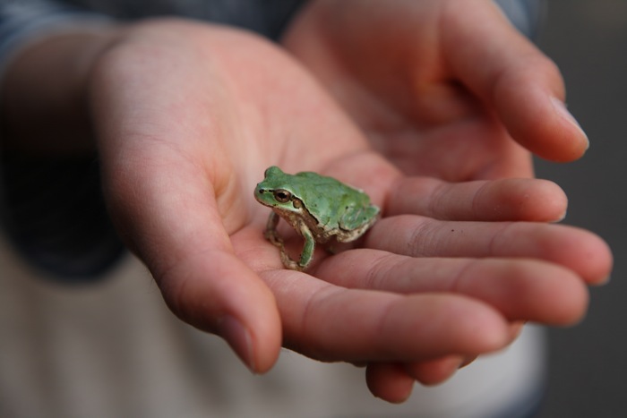 アマガエル 世話要らずの庭