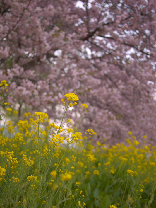 小布施 千曲川ふれあい公園にて(ヨメ編)_c0191021_2034668.jpg