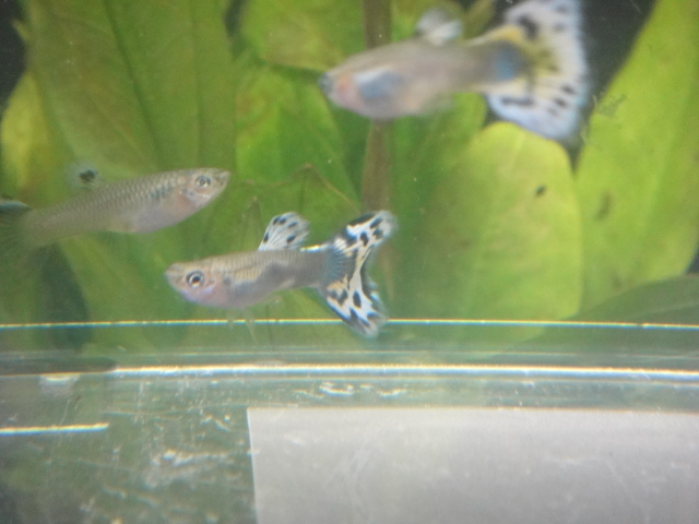 熱帯魚・金魚・水草_f0189122_13683.jpg