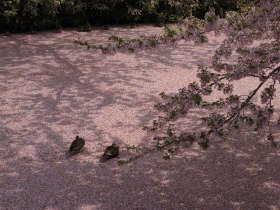 b0147224_205267.jpg