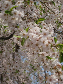 b0147224_2358337.jpg