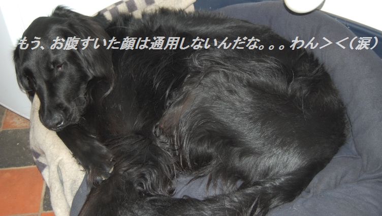 ふわふわ♪ジューシーかにしゅうまい♪_d0104926_523770.jpg