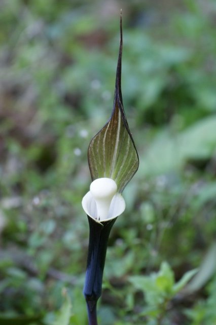 珍しい花 ユキモチソウ 有毒植物 さんじゃらっと ｂｌｏｇ