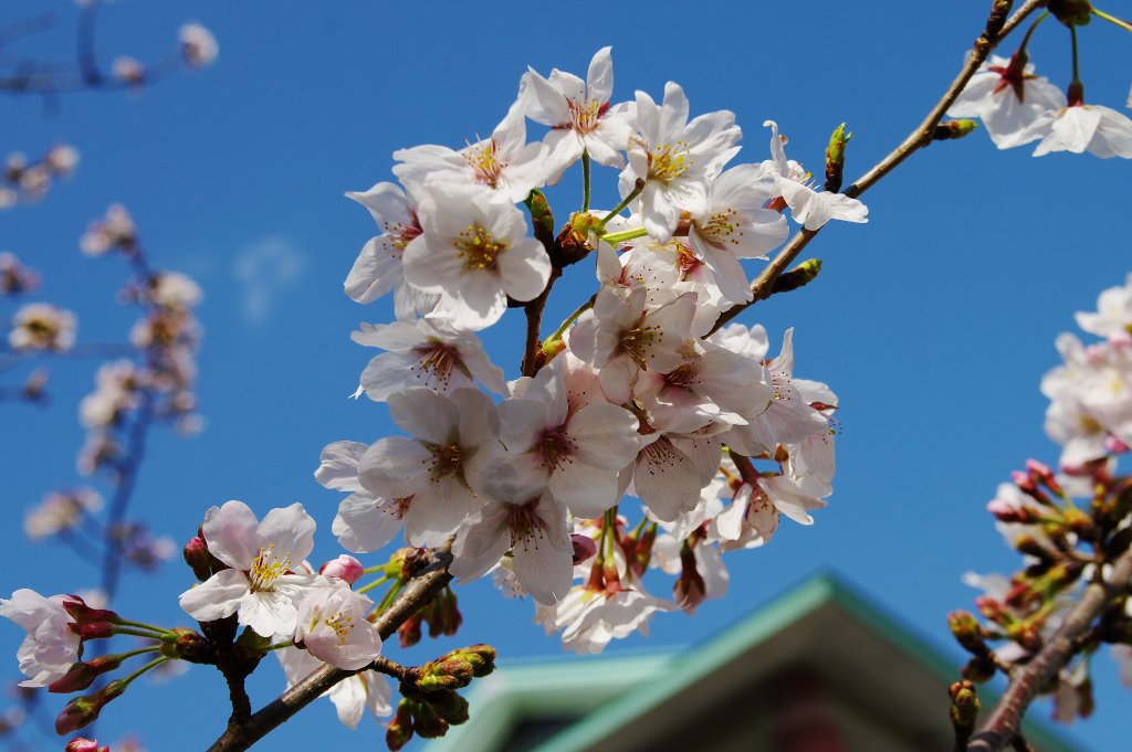 2010 桜：小田原(3)_b0058733_2316505.jpg