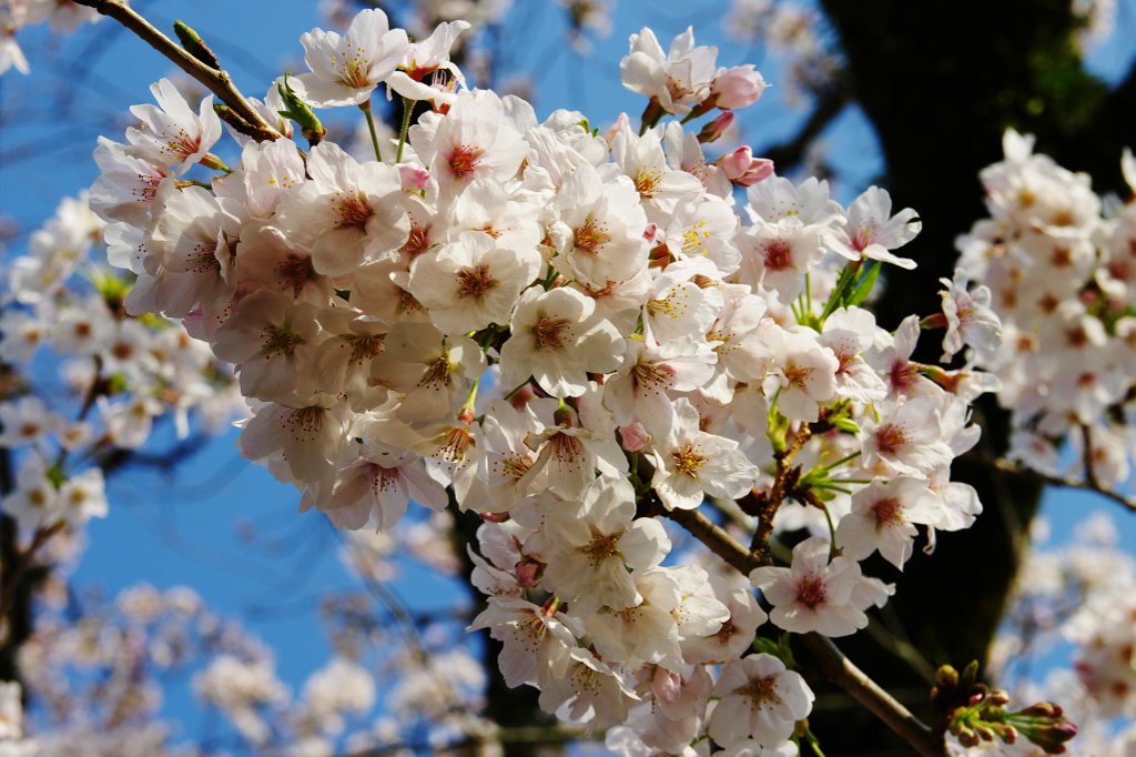 2010 桜：小田原(3)_b0058733_2317225.jpg