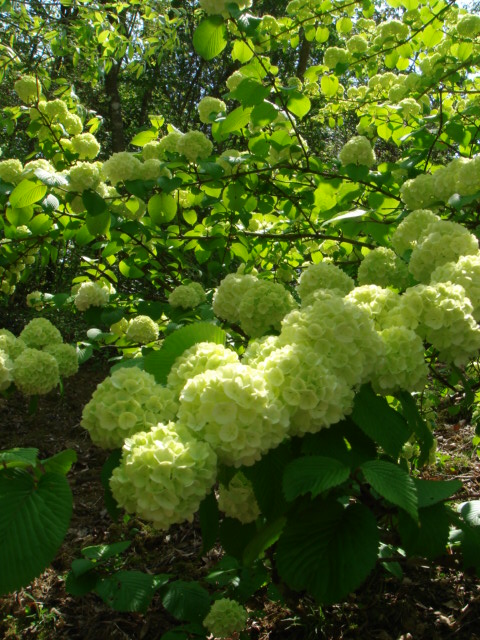 c0100534_1062749.jpg