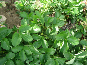 e0097534_16442453.jpg