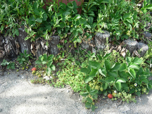 e0097534_16481570.jpg