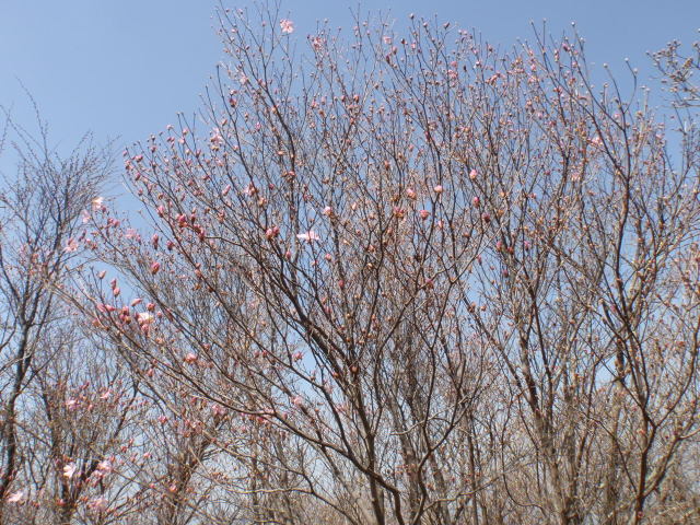 b0168843_172067.jpg