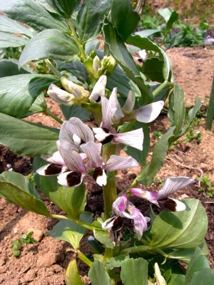 トマト定植で一安心_c0063348_8281473.jpg