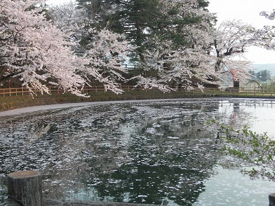 桜ひらひら。_c0123748_1841259.jpg