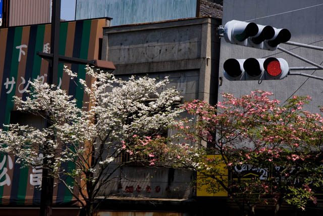 a0040251_955209.jpg