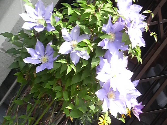 c0185356_15362016.jpg