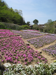 室生寺でシャクナゲを_f0233356_19294251.jpg