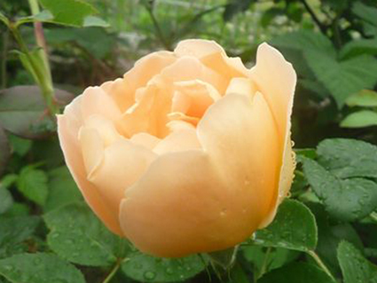 e0147757_2213438.jpg