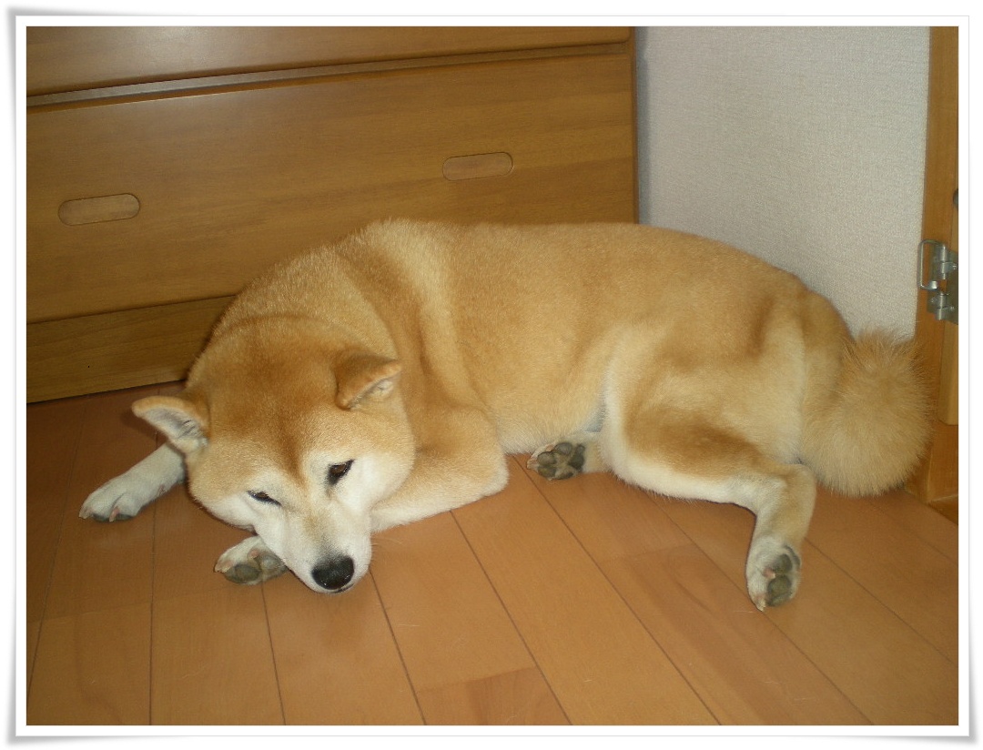 2010年5月6日(木)大玉ねぎ、引き抜いたよ~!_f0060461_13143753.jpg