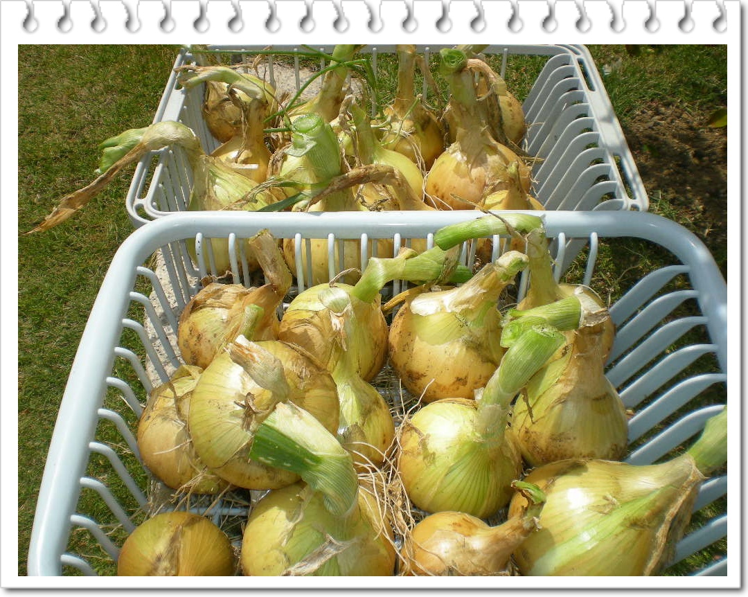 2010年5月6日(木)大玉ねぎ、引き抜いたよ~!_f0060461_1392874.jpg