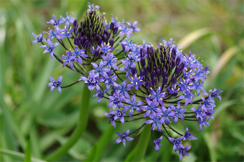 散歩道の花達_c0134762_6401893.jpg