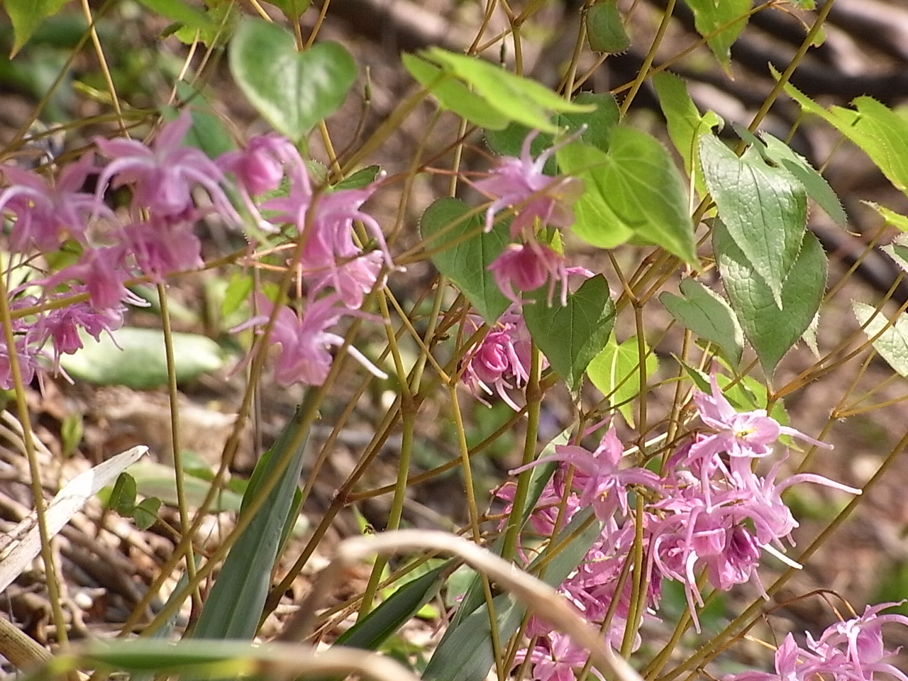 桃の木平の桃の花とカタクリの花満開♪_b0102868_16452910.jpg