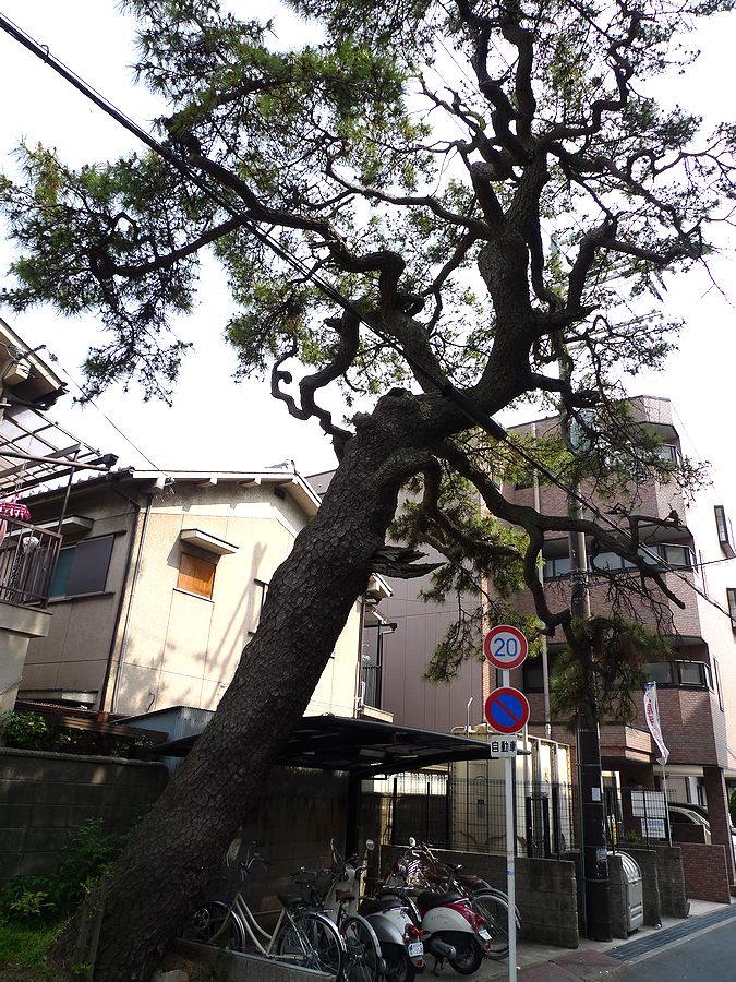 鍵屋(現 市立枚方宿鍵屋資料館)と枚方の街並み(※大阪府枚方市)_f0139570_0533691.jpg
