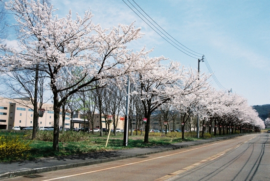 桜　２０１０_a0101185_10563378.jpg