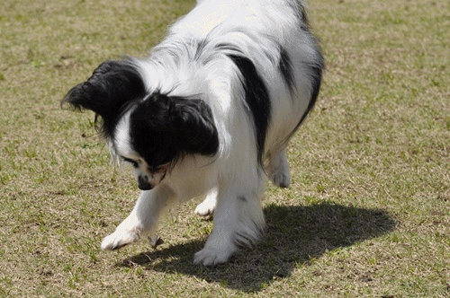 c0075585_171340.gif