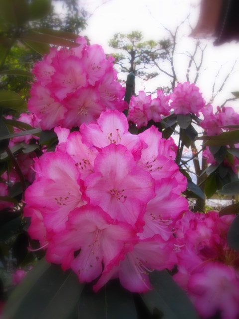 春の花_a0078986_13185449.jpg