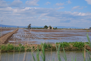 Delta del Ebro (エブロ川の三角州）_e0155786_5572940.jpg