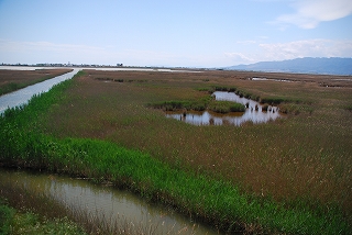 Delta del Ebro (エブロ川の三角州）_e0155786_691169.jpg