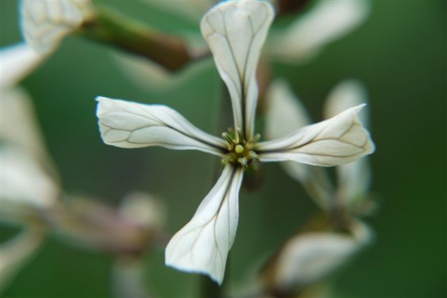 季節が少し進むと咲く花も変わって。。。_b0175688_1021263.jpg