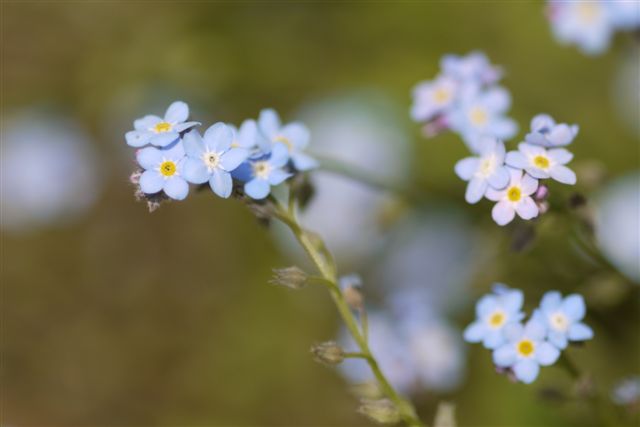 季節が少し進むと咲く花も変わって。。。_b0175688_9442761.jpg