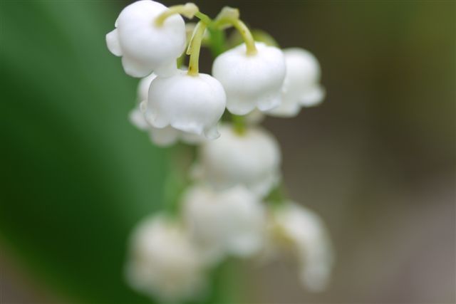 季節が少し進むと咲く花も変わって。。。_b0175688_9465912.jpg