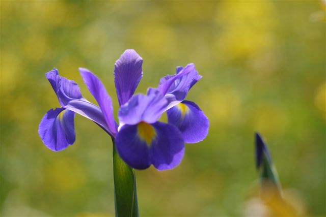 季節が少し進むと咲く花も変わって。。。_b0175688_957722.jpg