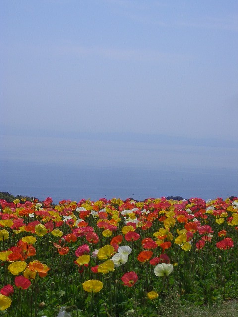 e0146892_11434233.jpg