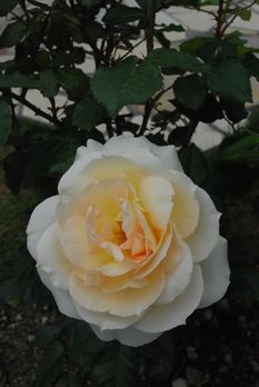c0144696_16455447.jpg