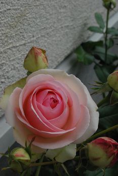 c0144696_16465145.jpg