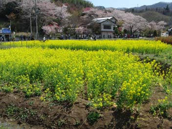 花見山_e0140496_2329834.jpg