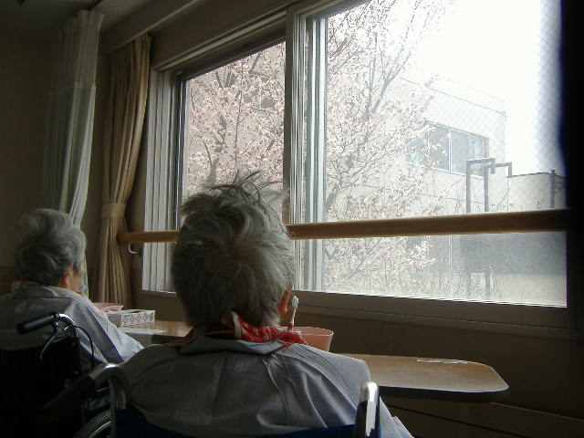 お花見！！_b0159098_11391123.jpg